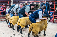 Longtown Ram Fair-33
